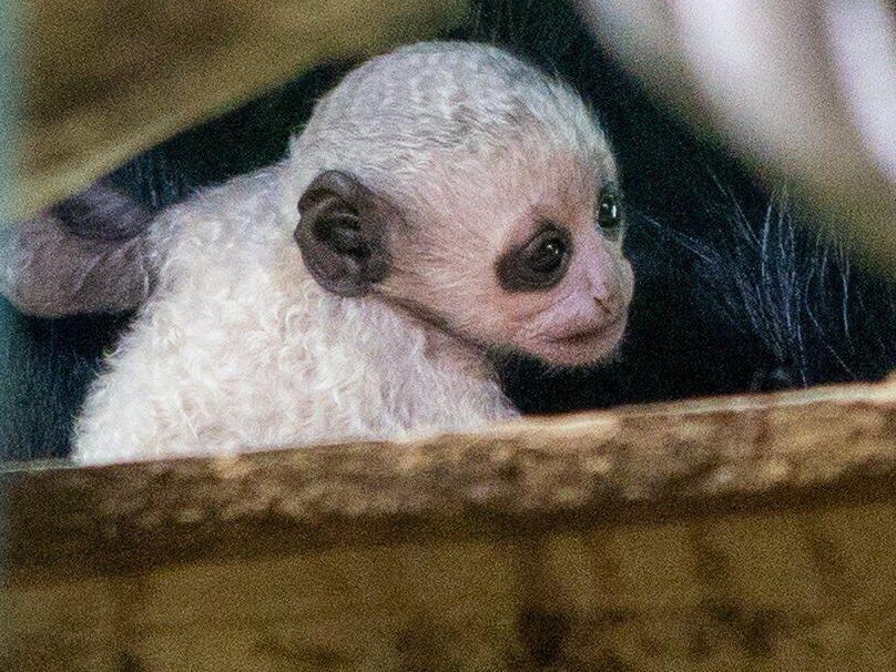 Endangered ‘ghost-white’ baby mokey born at zoo